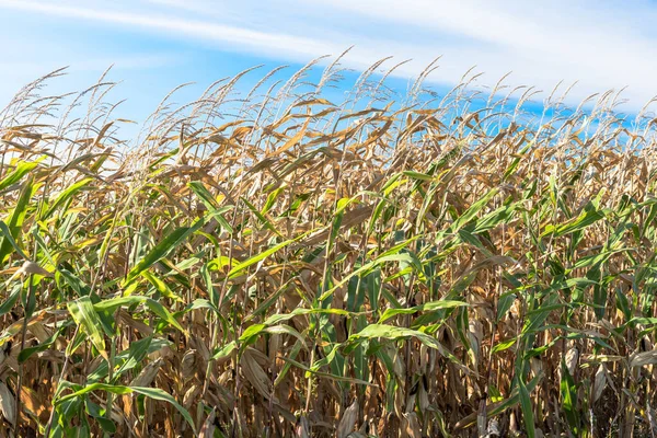 Großaufnahme Von Maispflanzen Die Einem Sonnigen Herbsttag Erntereif Sind Wolfe — Stockfoto