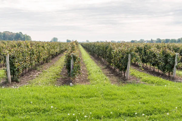 Rijen Druiven Een Wijngaard Een Bewolkte Herfstdag Niagara Lake Canada — Stockfoto