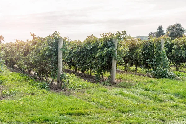 Row Vines Cloudy Sky Autumn Niagara Lake Canada — Stock Photo, Image