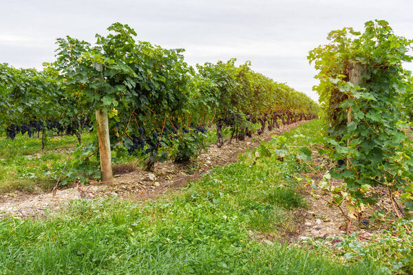 Grapes ready to be harvested in a vineyard on a cloudy autumn day. Niagara on the Lake, ON, Canada.