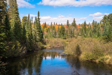 Güneşli bir günde, sonbahar yapraklarının zirvesinde bir ormanın içinden akan akarsu. Mavi gökyüzü suya yansıyor. Algonquin Parkı, On, Kanada.