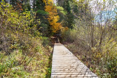 Güneşli bir sonbahar gününde ıssız bir araziden parktaki bir orman patikasına giden ıssız bir patika. Algonquin Parkı, On, Kanada.