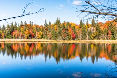Güneşli bir günde suya yansıyan Lakeside sonbahar ağaçları. Algonquin Parkı, On, Kanada.