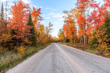 Günbatımında sonbahar yapraklarının zirvesinde bir ormanın içinden boş asfaltsız yol. Algonquin Parkı, On, Kanada.