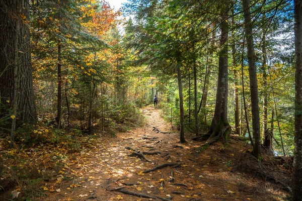 Einsame Wanderin Auf Einem Waldweg Herbst Konzept Des Abenteuers Und — Stockfoto