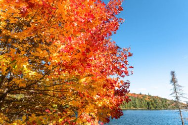 Sonbahar renklerinin zirvesindeki bir akçaağaç ağacının tepesinde güneşsiz bir günde bir gölün kıyısında. Uzayı kopyala Algonquin Parkı, On, Kanada.