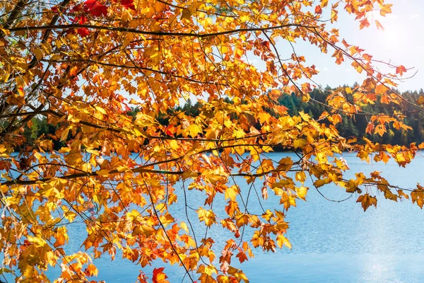 Close Branches Maple Tree Peak Autumn Colours Lake Background Algonquin — 图库照片