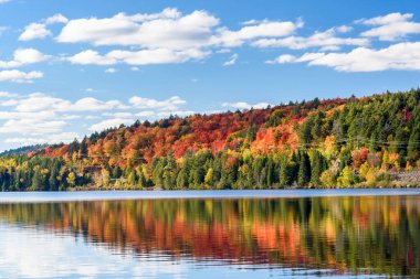 Autumn colours on the shore of lake reflecting in in calm waters. A lakeshore road lined with electricity poles runs through the trees. Algonquin Park, ON, Canada.