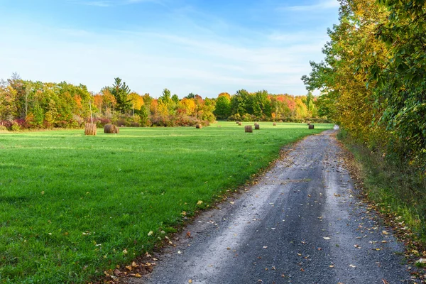Gravel Back Road Lined Trees One Side Grassy Field Dotted — Stockfoto