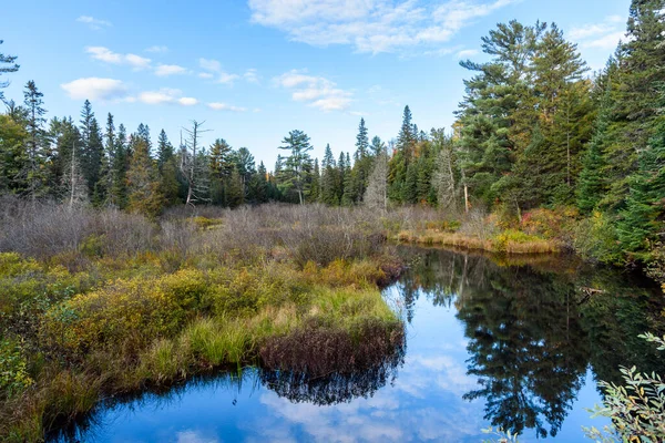 Wetland Pond Pine Forest Clear Autumn Day Reflection Calm Waters — Stock Photo, Image