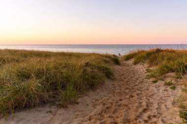 Empty path through grassy sand dunes to a beach at sunset in autumn. Cape Cod, MA, USA.