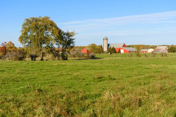 Modern American farm with red buildings and cattle out to pasture at sunset in autumn. A forest at the peak od fall foliage is in background.