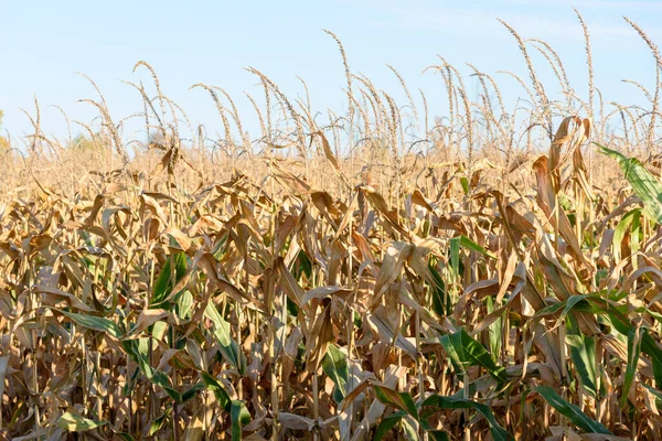 Nahaufnahme Von Reifem Mais Auf Einem Feld Einem Sonnigen Herbsttag — Stockfoto