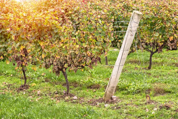 Rijen Druiven Met Trossen Witte Druiven Een Wijngaard Een Zonnige — Stockfoto