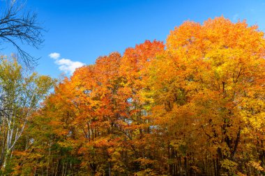 Sonbahar renklerinin zirvesindeki akçaağaç mavi gökyüzüne karşı. Algonquin Parkı, On, Kanada.