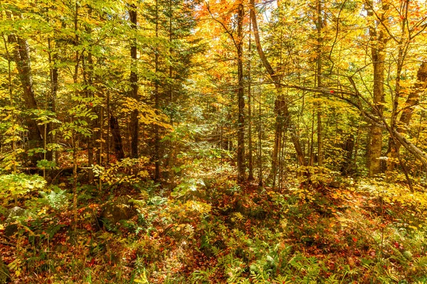Güneşli Bir Günde Sonbahar Ormanı Orman Zemini Düşen Yapraklarla Kaplı — Stok fotoğraf