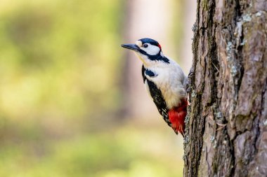 Bir ağaçkakan yaz ormanında bir ağaca oturur ve sola bakar. Kırmızı tüylü kuş.