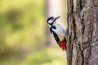 Bir ağaçkakan çam ormanında bir ağaçta oturur ve sağdaki ağaca bakar. Kırmızı tüylü kuş.