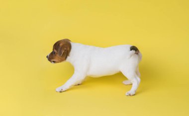 Sarı arka planda güzel bir safkan Jack Russell teriyer köpeği. Stüdyoda evcil bir köpeğin fotoğrafı..