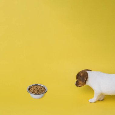 Jack Russell Terrier ve sarı arka planda kuru yiyecek olan metal bir kase. Stüdyoda evcil bir köpeğin fotoğrafı..