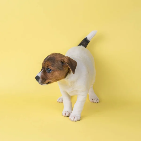 Cachorro Jack Russell Terrier Encogido Sobre Fondo Amarillo Una Foto — Foto de Stock