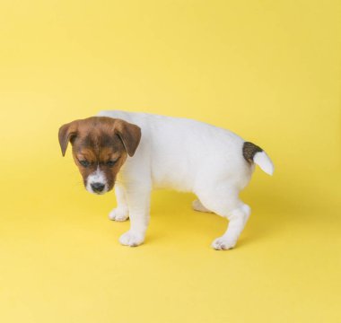 Sarı arka planda korkmuş bir Jack Russell teriyer köpeği. Stüdyoda evcil bir köpeğin fotoğrafı..