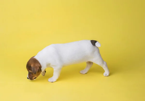 Cachorro Jack Russell Terrier Está Procurando Rastro Fundo Amarelo Uma — Fotografia de Stock