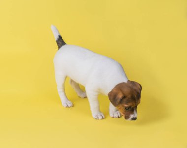 Sarı arka planda klasik bir rengi olan Jack Russell Terrier köpeği. Stüdyoda evcil bir köpeğin fotoğrafı..