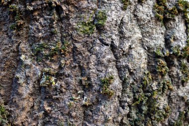 Çam ağacının ve ladin ağacının güzel dokusu - arka plan, yakın plan