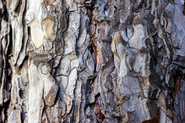 Çam ağacının ve ladin ağacının güzel dokusu - arka plan, yakın plan