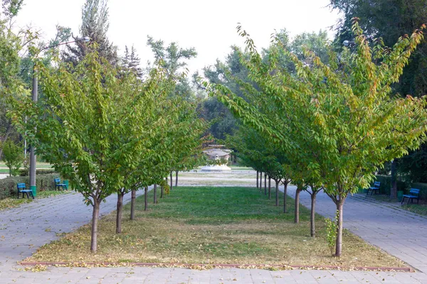 Bankları Arka Planı Manzarası Olan Parktaki Simetrik Güzel Ağaçlar — Stok fotoğraf