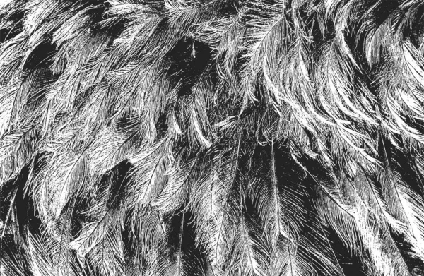 Textura Superpuesta Angustiada Piel Natural Plumas Aves Grunge Vector Fondo — Archivo Imágenes Vectoriales