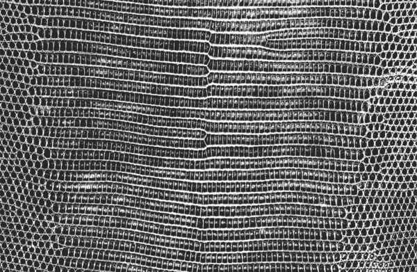 Textura Superpuesta Angustiada Piel Cocodrilo Serpiente Fondo Grunge Ilustración Abstracta — Archivo Imágenes Vectoriales