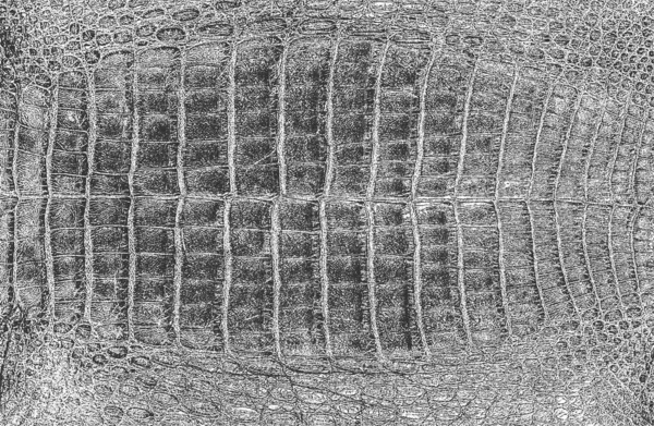 Сжатая Текстура Кожи Крокодила Змеи Гранж Фон Абстрактная Полутоновая Векторная — стоковый вектор