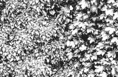 Fasulye kabukları, bitki sapları, kuru yapraklar. Grunge siyah beyaz arka plan. soyut yarım ton vektör çizimi