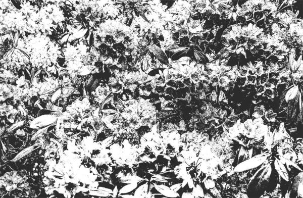 Noodlijdende Overlay Textuur Van Bloesem Grunge Zwart Wit Achtergrond Abstracte — Stockvector
