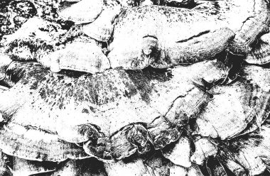 Kapalı deniz kabuğu zırhının sıkıntılı örtülü dokusu. Grunge 'un arka planı. soyut yarım ton vektör çizimi