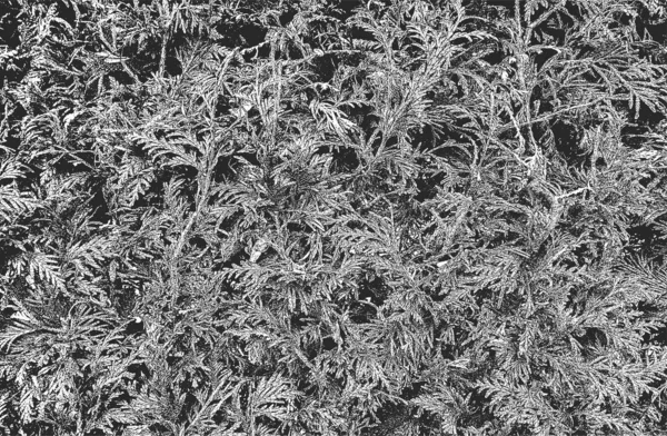 Distressed Overlay Thuja Leaf Macro Texture Streaks Grunge Black White — Stock Vector