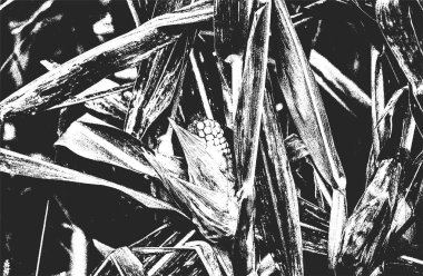 Üzüntülü kaplama mısırın yakın çekim dokusu. Grunge siyah beyaz arka plan. soyut yarım ton vektör çizimi