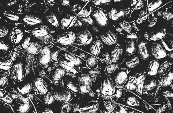 Distressed Overlay Closeup Texture Oak Acorns Grunge Black White Background — Stock vektor