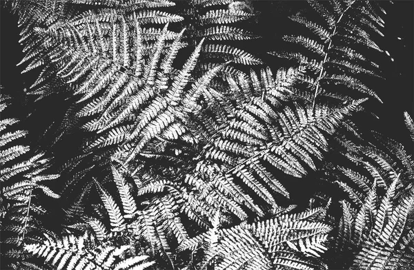 Несчастная Накладываемая Текстура Деревянного Листа Полосками Гранж Черно Белый Фон — стоковый вектор