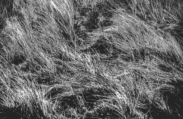 Distressed Overlay Grass Stem Texture Ground Grunge Black White Background — Stock Vector