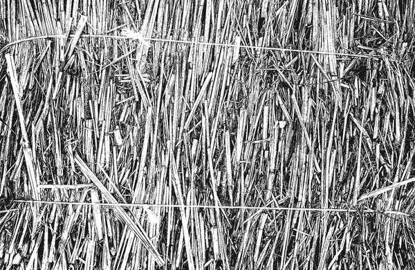 Сжатая Текстура Стебля Травы Накладывается Землю Гранж Черно Белый Фон — стоковый вектор