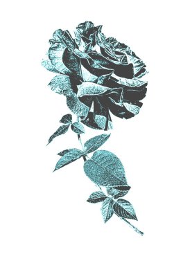 El çizimi gül çiçeği retro tarzında. Tehlike vektör illüstrasyonu