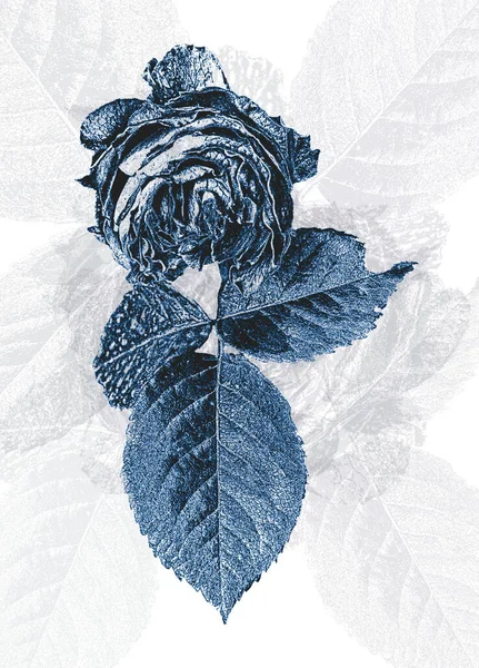 Рука Малює Квітку Троянди Ретро Стилі Ілюстрація Лиха — стокове фото
