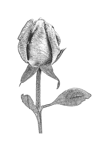 Dessin Main Rose Fleur Dans Style Rétro Illustration Vectorielle Détresse — Image vectorielle