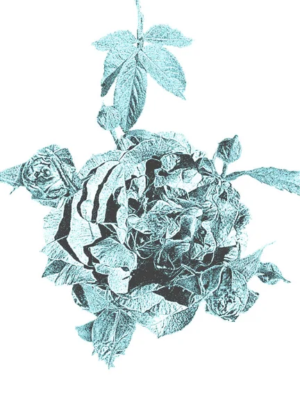 Handgezeichnete Rosenblüte Retro Stil Notfall Vektorillustration — Stockvektor