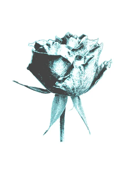 Рука Малює Квітку Троянди Ретро Стилі Дисбаланс Векторні Ілюстрації — стоковий вектор