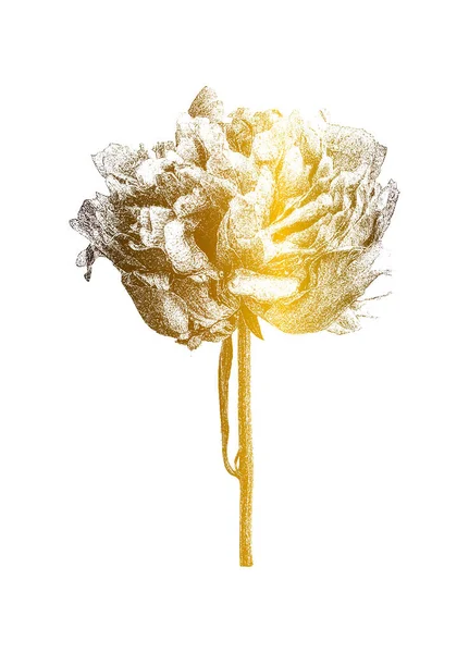 手はレトロなスタイルで黄金のバラの花を描きます 遭難ベクトル図 — ストックベクタ