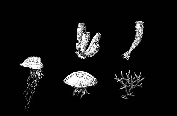 Θαλάσσια Πανίδα Απομονωμένο Μαύρο Φόντο Φιζάλια Ψάρι Ζελέ Κεκλιμένο Κοράλι — Διανυσματικό Αρχείο